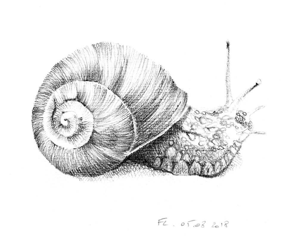 gastéropode