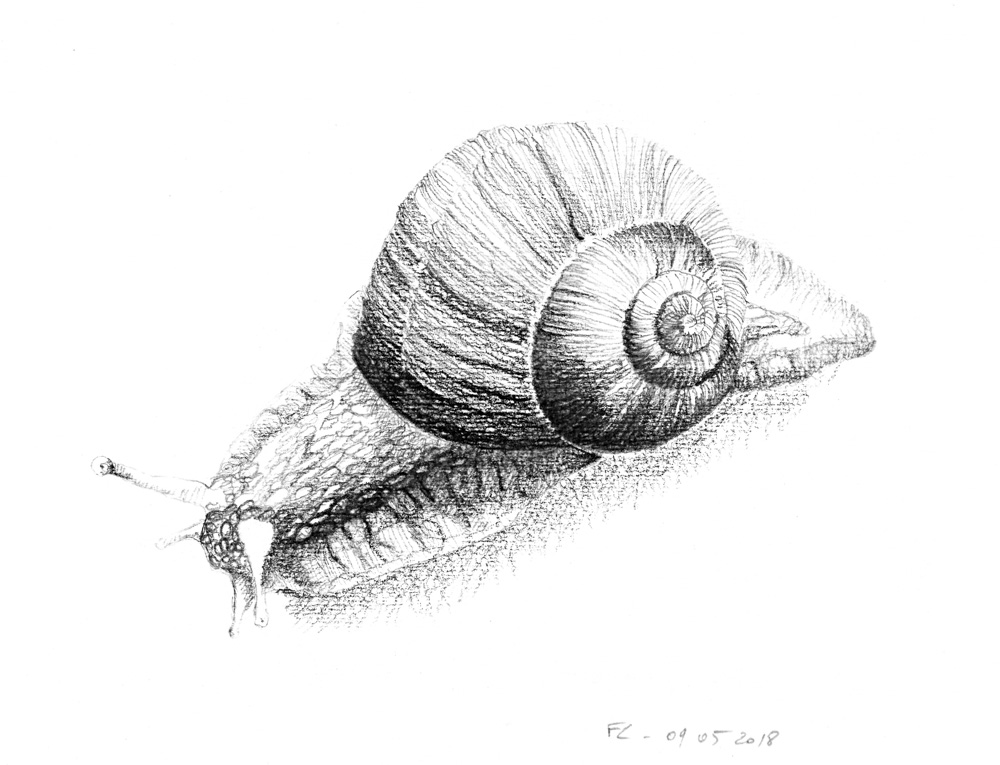 gastéropode