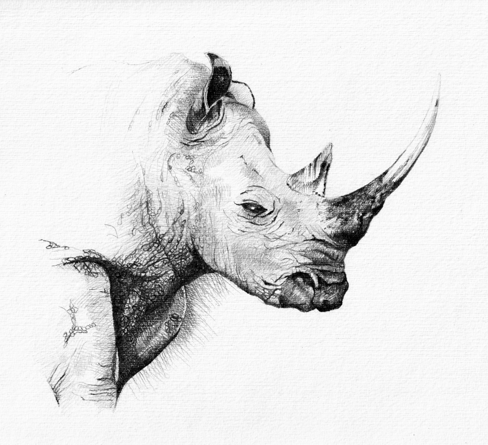 Rhino